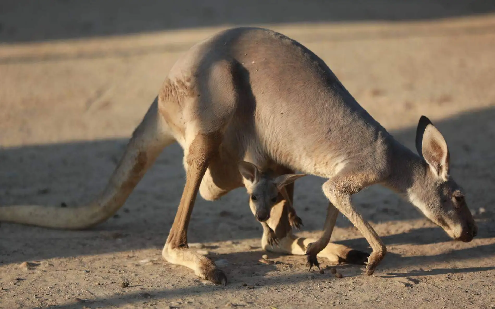  nuevos integrantes en la familia del Zoológico de Nuevo Laredo  (3)